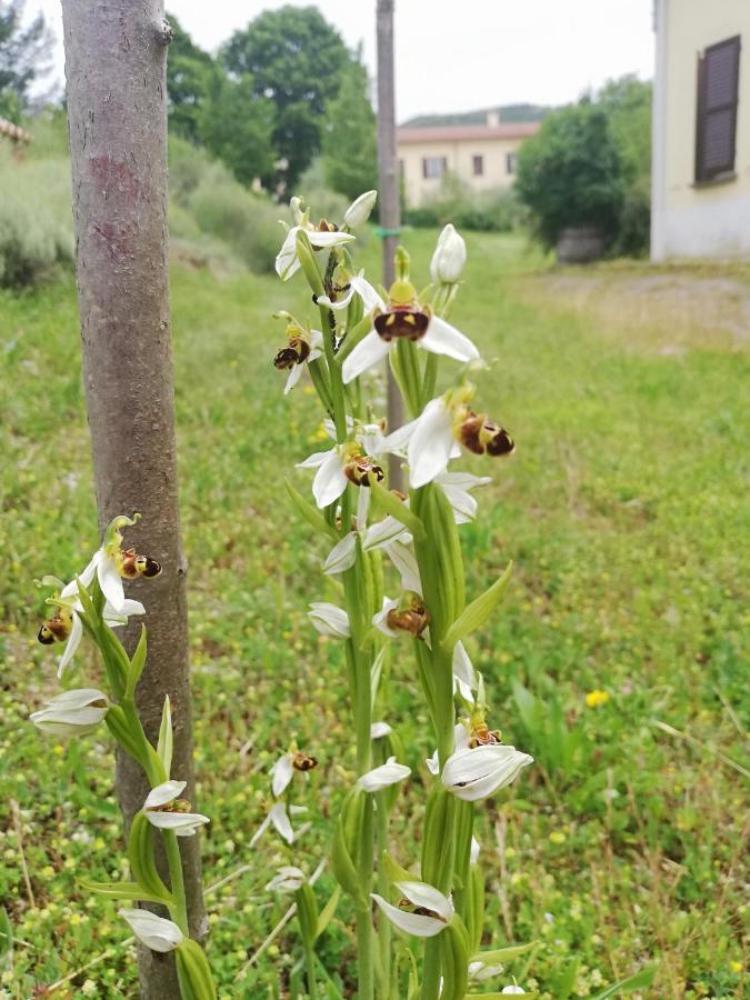 Valle Del Poggio Nocera Umbra Bagian luar foto